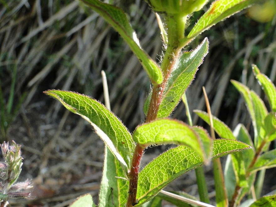 Pentanema hirtum (=Inula hirta) / Enula scabra